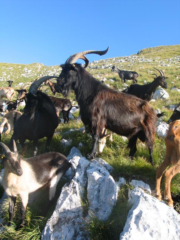Tourist Farm Žvanč Kobarid Buitenkant foto