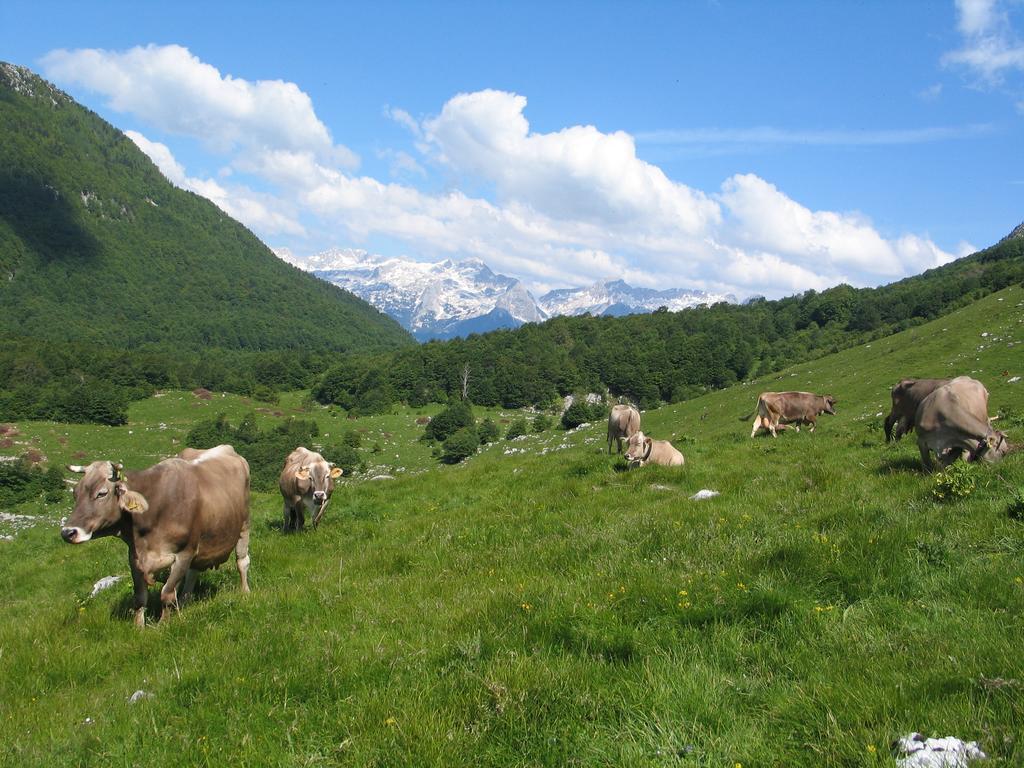 Tourist Farm Žvanč Kobarid Buitenkant foto